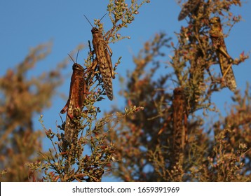 Locusts feeding on desert plants
