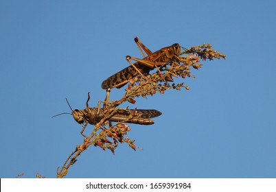 Locusts feeding on desert plants