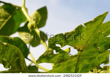 Locusts are one of the insect pests.