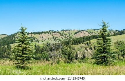 lodge pole pines trees and lush greenery with rolling green hills in the distance on a sunny summer day near Bozeman, Montana with copy space