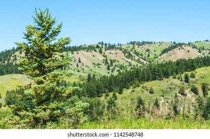 Lodge Pole Pines Trees And Lush Greenery With Rolling Green Hills In The Distance On A Sunny Summer Day Near Bozeman, Montana With Copy Space