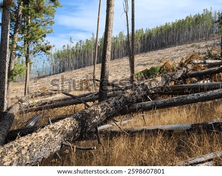 Lodgepole pine forest with fallen blowdowns and standing dead trees on a dry mountainside in Montana.