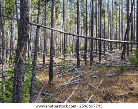 Lodgepole pine forest with numerous blowdowns and fallen trunks in a Montana woodland landscape.