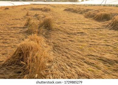 The Lodging Wheat In The Field