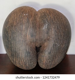 Lodoicea, Commonly Known As The Sea Coconut, Coco De Mer, Or Double Coconut. Fruits Look Like The Woman's Pelvis, And Is The World's Largest Nut.