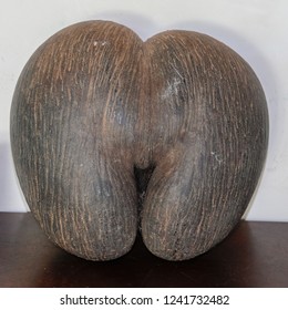 Lodoicea, Commonly Known As The Sea Coconut, Coco De Mer, Or Double Coconut. Fruits Look Like The Woman's Pelvis, And Is The World's Largest Nut.