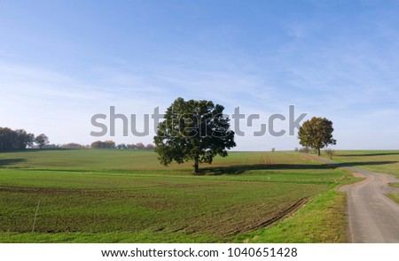 Similar – Courage to leave gaps. Missing trees in an avenue, landscape