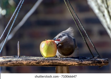 Apple Bird Feeder Images Stock Photos Vectors Shutterstock