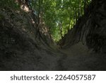 A loess ravine once washed out by flowing water . A picturesque ravine in loess ground, overgrown with trees, in the vicinity of Sandomierz .  