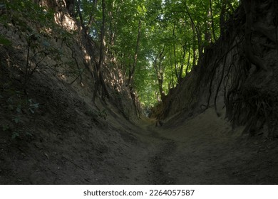 A loess ravine once washed out by flowing water . A picturesque ravine in loess ground, overgrown with trees, in the vicinity of Sandomierz .  