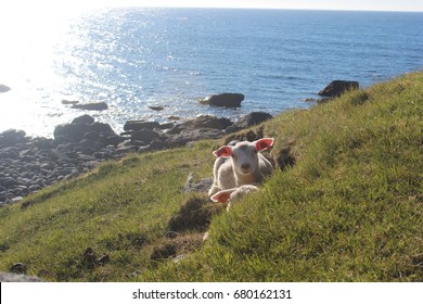 Lofoten Lambs