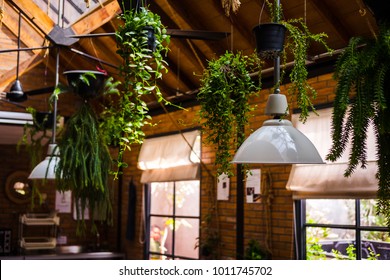 Indoor Hanging Plants Images Stock Photos Vectors