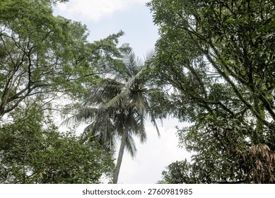 Lofty conifer canopy stretching through pale light. Needled branches shaping breezy vertical composition. Serene pine silhouette above restful surroundings