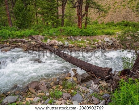 A log across a mountain stream, crossing the river. Scenic landscape with wooden bridge over mountain creek and wild mountain flora.