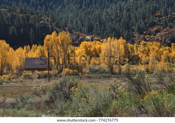 Log Cabin Sitting Aspen Grove Fall Stock Photo Edit Now 774276775