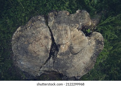 Log Cabin Of A Tree, Dry Stump Top View 