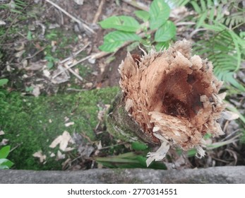 a log cut with an axe