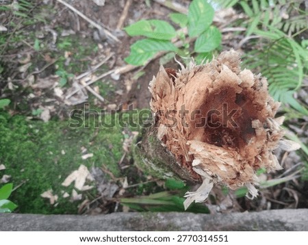 a log cut with an axe