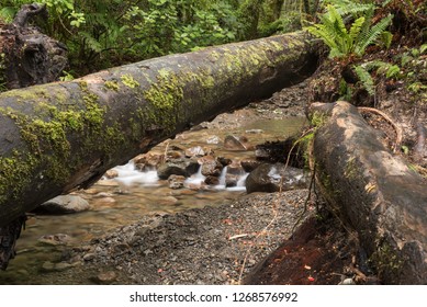 A log fallen across a small stream on the Holdsworth Lookout Track hiking trail in the Tararua Forest Park, Wairarapa, New Zealand.