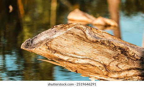 A log is floating in a body of water. The water is calm and the sun is shining on the log - Powered by Shutterstock