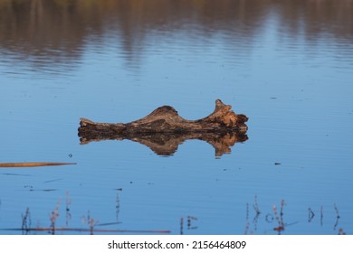 Log Floating On A River