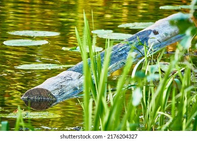 Log Is Floating In Water. Quiet River. Summer Weather. Green Reeds Near Shore.