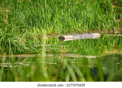 Log Is Floating In Water. Quiet River. Summer Weather. Green Reeds Near Shore.