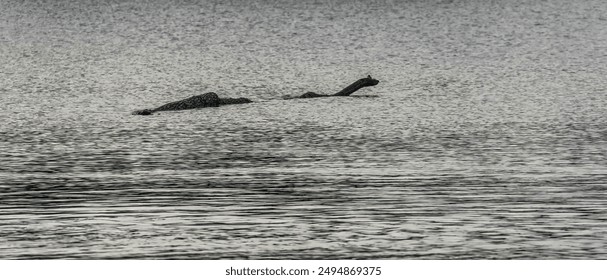 Log in the lake looks like the Loch Ness monster