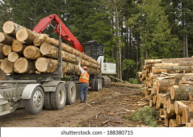 A Log Loader Or Forestry Machine Loads A Log Truck At The Site Landing With The Driver Securing The Load In Southern Oregon