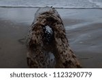 Log on the beach