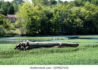 Log On The French Broad River