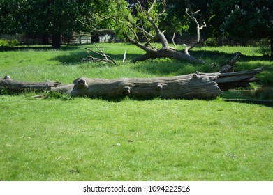 Log in park