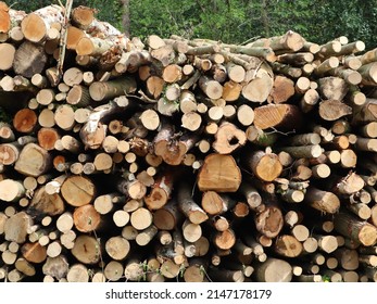 Log pile of tree trunks after tree felling for conservation purposes