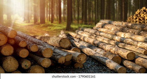 Log spruce trunks pile. Sawn trees from the forest. Logging timber wood industry. Cut trees along a road prepared for removal. - Shutterstock ID 1790601161