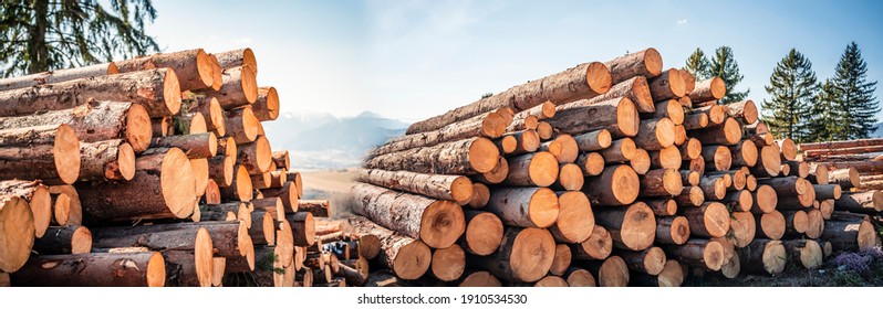 Log spruce trunks pile. Sawn trees from the forest. Logging timber wood industry. Cut trees along a road prepared for removal. Panorama - Powered by Shutterstock