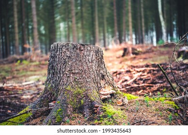 Log spruce trunks pile. Sawn trees from the forest. Logging timber wood industry. Cut trees along a road prepared for removal