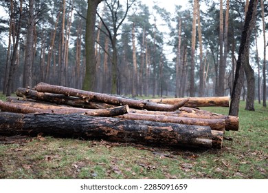 Log spruce trunks pile. Sawn trees from the forest. Logging timber wood industry. Cut trees along a road prepared for removal. 