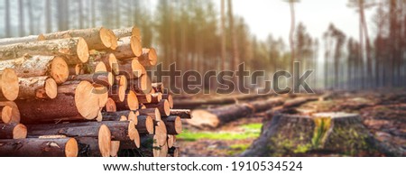 Log spruce trunks pile. Sawn trees from the forest. Logging timber wood industry. Cut trees along a road prepared for removal. Panorama