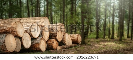 Log spruce trunks pile. Sawn trees from the forest. Logging timber wood industry. Cut trees along a road prepared for removal. Panorama