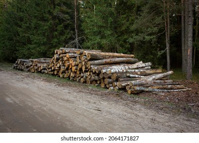 Log Stacks Along The Forest Road. Forest Pine And Spruce Trees. Log Trunks Pile, The Logging Timber Wood Industry.