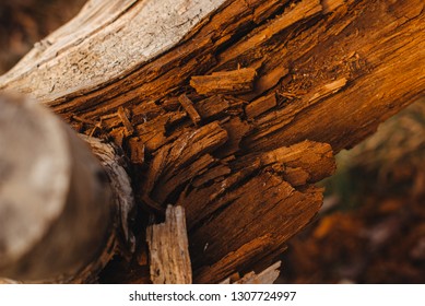 log texture close-up