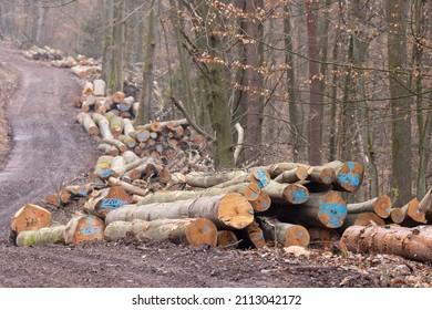 Log Trunks Along The Timber Forest Road  Sustainable Raw Materials