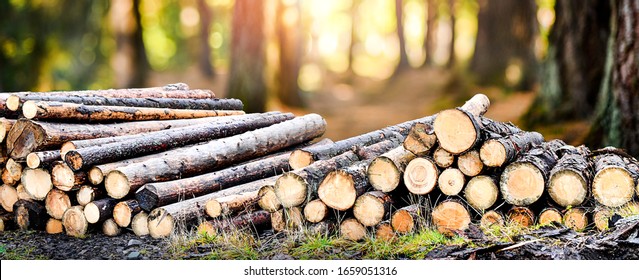 Log trunks pile, the logging timber forest wood industry. Wide banner or panorama heavy wood trunks. 
