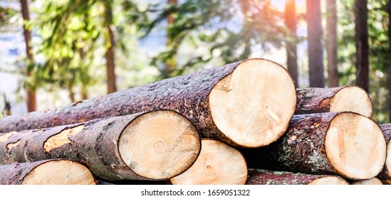 Log trunks pile, the logging timber forest wood industry. Wide banner or panorama heavy wood trunks.  - Shutterstock ID 1659051322