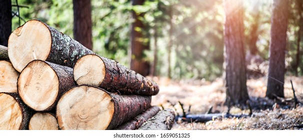 Свая бревен, заготовка древесины, лесная деревообрабатывающая промышленность. Широкий баннер или панорамные тяжелые деревянные стволы. 