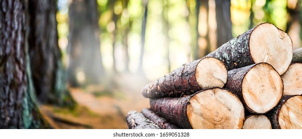 Log trunks pile, the logging timber forest wood industry. Wide banner or panorama of wood trunks timber harvesting in forest. 