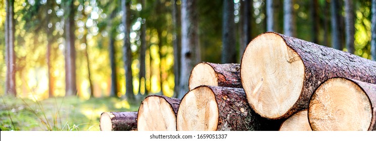 Log trunks pile, the logging timber forest wood industry. Wide banner or panorama of wood trunks timber harvesting in forest. 