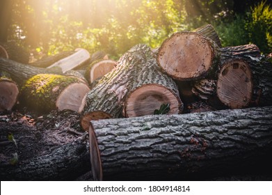 Log trunks pile, the logging timber forest wood industry. Banner or panorama of wood trunks timber harvesting in forest. Wood cutting in forest. - Powered by Shutterstock