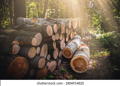 Log trunks pile, the logging timber forest wood industry. Banner or panorama of wood trunks timber harvesting in forest. Wood cutting in forest.
