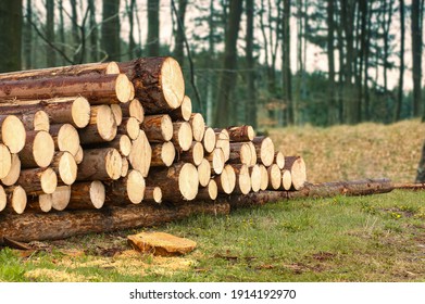 Log Trunks Pile, The Logging Timber Wood Industry In Forest Background.